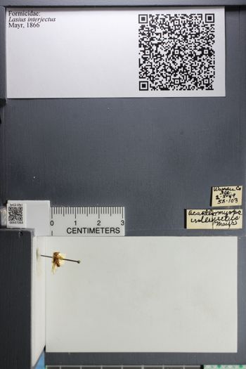 Media type: image;   Entomology 557263